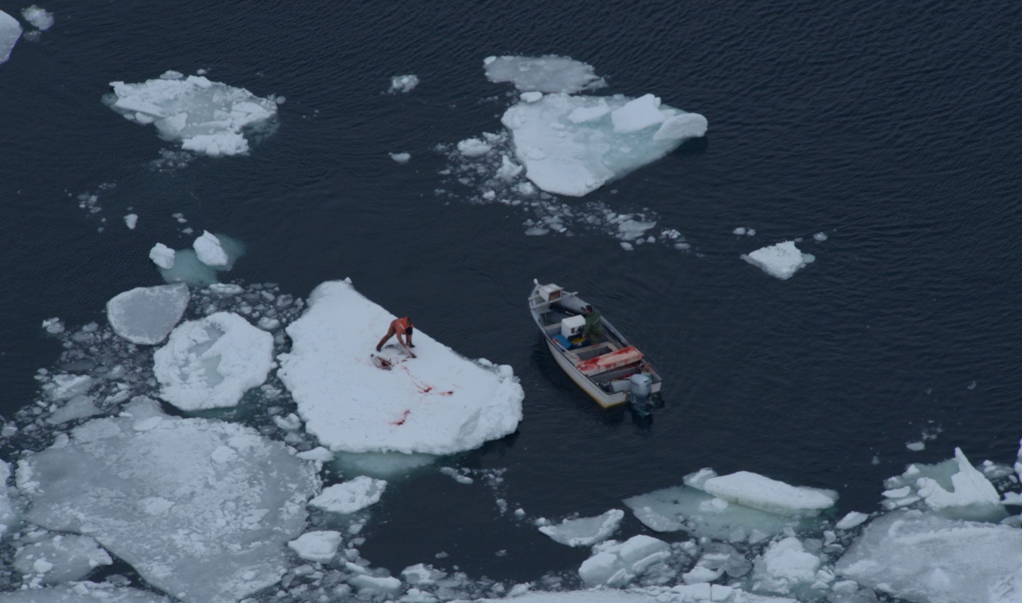 Canadian seal hunt
