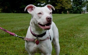 Happy white dog on a leash in the backyard.