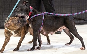 Two dogs playing
