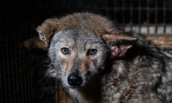 Humane World for Animals assists the Ashtabula County Commissioner's Office with the rescue of hundreds of foxes, raccoons, wolf-dog hybrids, skunks and coyotes from a fur and urine farm in Rome, Ohio.