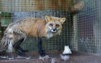 Red fox on fur farm