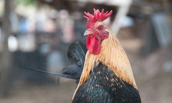 Rooster