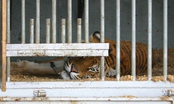 Sad tiger in circus cage 
