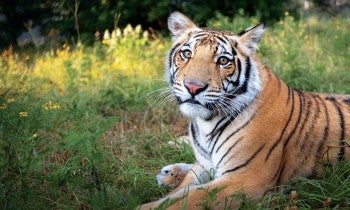 Tiger in grass