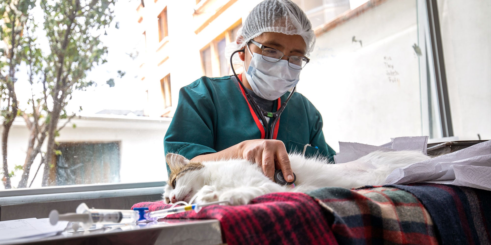 A vet examines a cat on a table in a sterile environment.