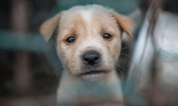 A puppy looks desperately through a chainlink cage with pleading eyes