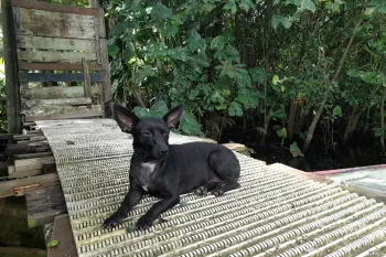 A free-roaming dog near Tortuguero National Park , Costa Rica