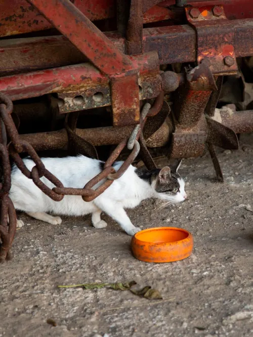 Sterilizing cats in Germany