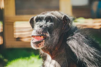 Chimpanzee previously used in experiments at Alamogordo Primate Facility (APF) moved to Chimp Haven sanctuary in February 2025.