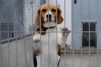 Beagle standing up in cage. This dog was used for testing and experiments.