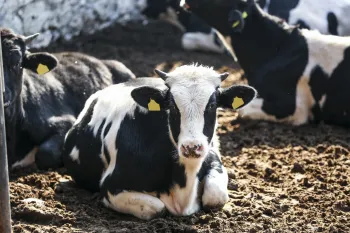 Cow