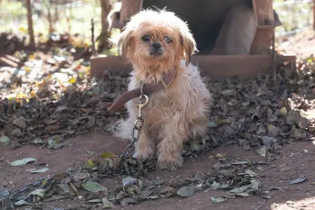 Dog rescued from alleged cruelty and neglect situation