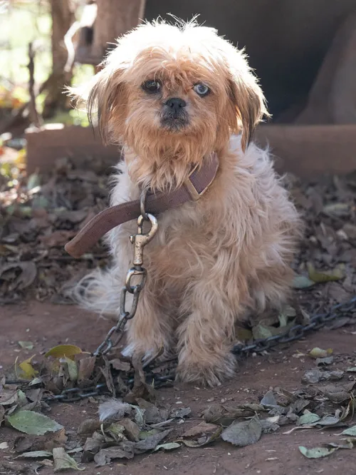 Dog rescued from alleged cruelty and neglect situation