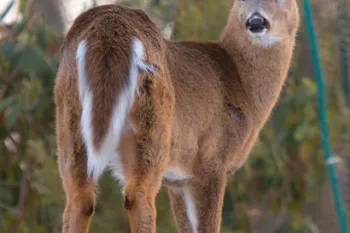Deer in winter
