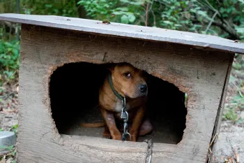 A scared, brown dog rescued from a suspected dogfighting crime ring sits huddled inside a dilapidated, wooden structure. A tight collar circles their neck and chains the dog to the their inadequate shelter. The dog peeks out from the shadows.