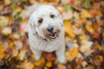 dog in leaves