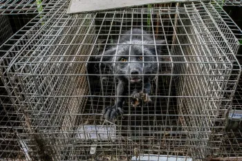 Fox on a fur farm