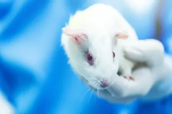 Guinea pig