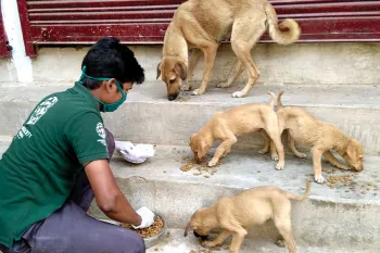 Man feeding street dogs in India.