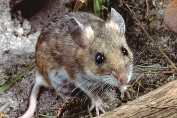 A wild field mouse