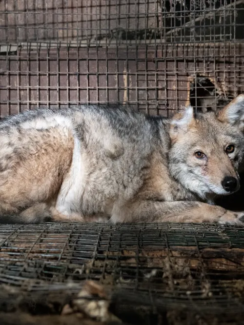 OH Fur Farm Rescue